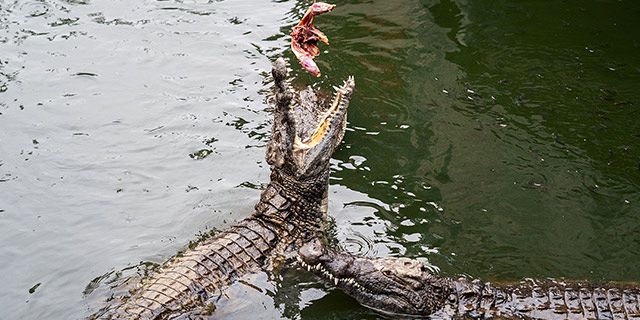 Mauritius south tour private tour (7)